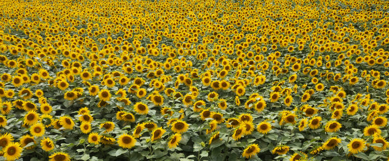 Drone panorama of vast sunflower field - WWF06277