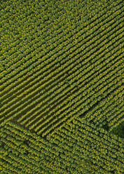 Drohnenansicht eines grünen Sonnenblumenfeldes - WWF06279