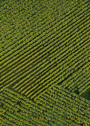 Drone view of green sunflower field - WWF06279