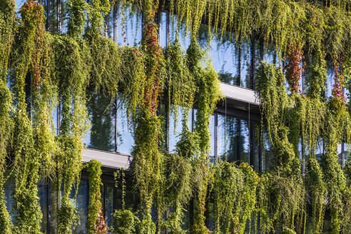Germany, Baden-Wurttemberg, Stuttgart, Overgrown facade of office building - WDF07381