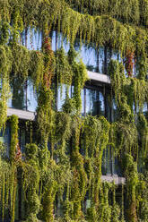 Germany, Baden-Wurttemberg, Stuttgart, Overgrown facade of office building - WDF07382