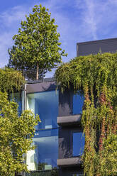 Germany, Baden-Wurttemberg, Stuttgart, Overgrown facade of office building - WDF07384