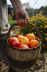 Älterer Mann trägt Tomaten in einem Korb im Garten - EYAF02754