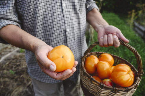Senior man holding tomato and basket in garden - EYAF02757