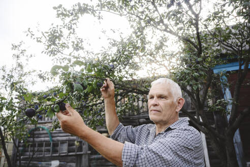 Senior man plucking fruits from tree in front of house - EYAF02761