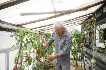 Älterer Mann pflückt rote Paprika von Pflanzen im Gewächshaus - EYAF02767