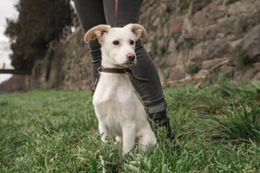 Woman with dog sitting on grass in garden - OSF02105