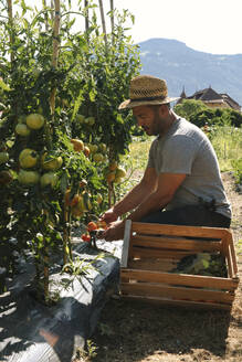 Man harvesting tomatoes near crate in garden on sunny day - JUBF00433