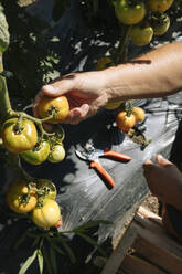 Hand eines Gärtners, der Tomaten von einer Pflanze im Garten pflückt - JUBF00434