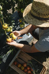 Gardener wearing straw hat examining tomatoes in garden on sunny day - JUBF00435