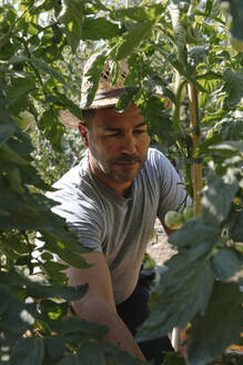 Gardener wearing straw hat harvesting tomatoes in garden - JUBF00436