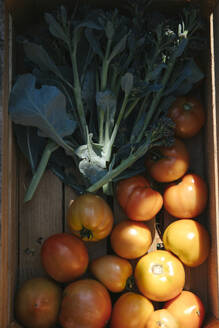 Heirloom tomatoes with leaf vegetable in wooden crate - JUBF00439