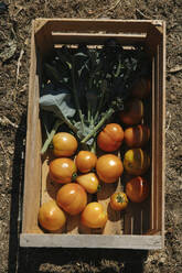 Heirloom-Tomaten mit Blattgemüse in einer Holzkiste im Sonnenlicht - JUBF00440