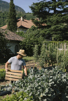Gardener carrying crate and working in garden - JUBF00441