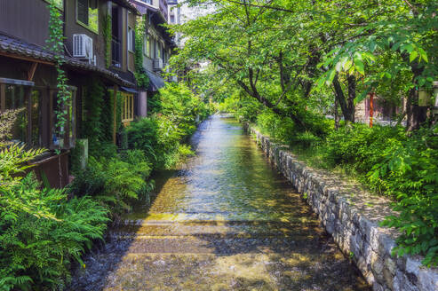Japan, Präfektur Kyoto, Stadt Kyoto, Fluss Kamo im Sommer - THAF03214