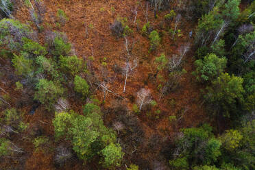 Austria, Upper Austria, Drone view of trees in Ibmer Moor reserve - WWF06313