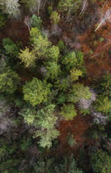 Austria, Upper Austria, Drone view of trees in Ibmer Moor reserve - WWF06314