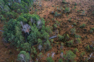 Austria, Upper Austria, Drone view of trees in Ibmer Moor reserve - WWF06315