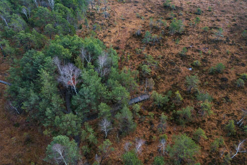 Österreich, Oberösterreich, Drohnenaufnahme von Bäumen im Naturschutzgebiet Ibmer Moor - WWF06315