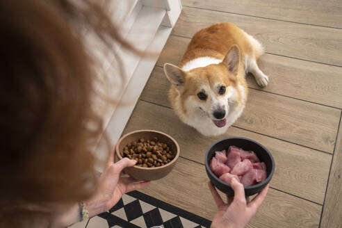 Frau gibt ihrem Welsh Corgi in der Küche Huhn und Hundefutter - VPIF08653