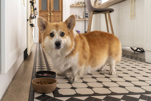 Pembroke Welsh Corgi dog having chicken and kibble at home - VPIF08655