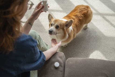 Junge Frau gibt ihrem Welsh Corgi zu Hause Vitamine - VPIF08694