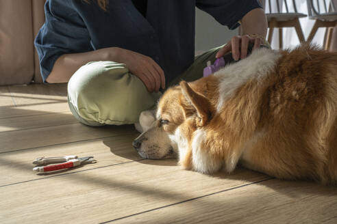 Frau schneidet ihrem Hund zu Hause mit einem Rasiermesser die Haare ab - VPIF08697