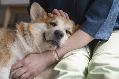 Pembroke Welsh Corgi Hund ruht sich zu Hause auf dem Schoß einer Frau aus - VPIF08699