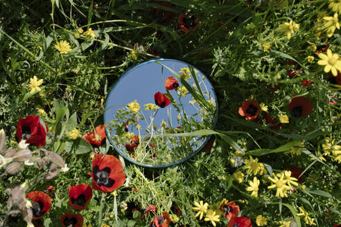 Spiegel inmitten von Mohnblumen im Feld - YBF00194