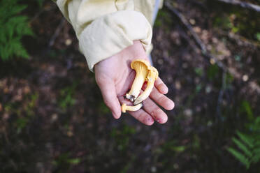 Hand eines Jungen mit Pilz im Wald - EYAF02774