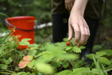 Hand eines Jungen beim Erdbeerpflücken im Wald - EYAF02777