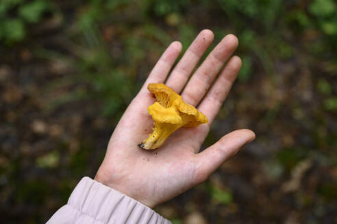 Hand eines Jungen mit frischem Pilz im Wald - EYAF02780