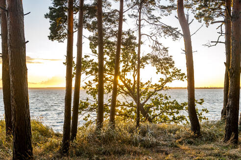 Germany, Mecklenburg-Vorpommern, Coastal trees at sunset - EGBF00903