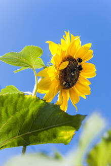 Hummeln bei der Nahrungsaufnahme an blühenden Sonnenblumen - EGBF00908