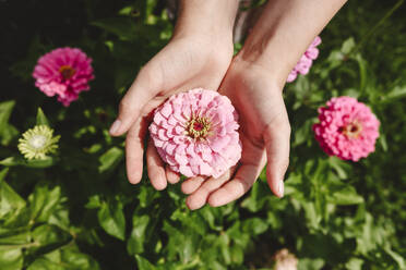 Hand eines Mädchens, das eine rosa Blume im Garten hält - EYAF02805