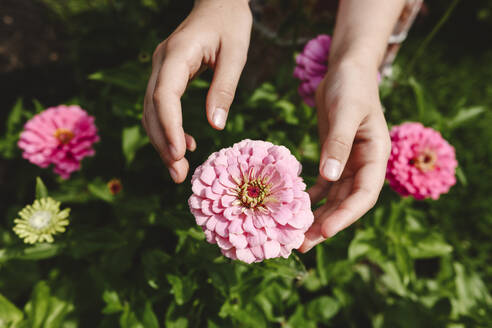 Die Hände eines Mädchens berühren eine rosa Blume im Garten - EYAF02806