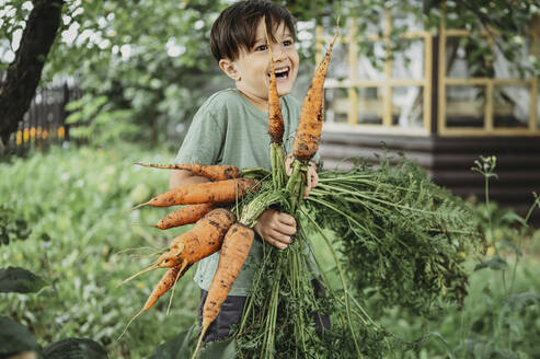 Smiling boy holding bunch of carrots in garden - ANAF02105