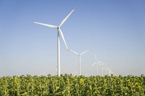 Windkraftanlagen auf einem Feld an einem sonnigen Tag - EKGF00480