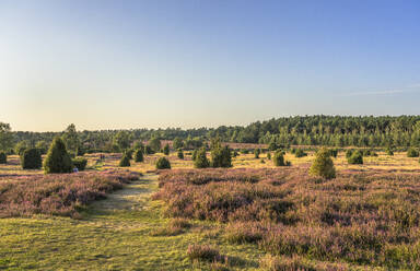 Deutschland, Niedersachsen, Landschaft der Lüneburger Heide am Abend - PVCF01377