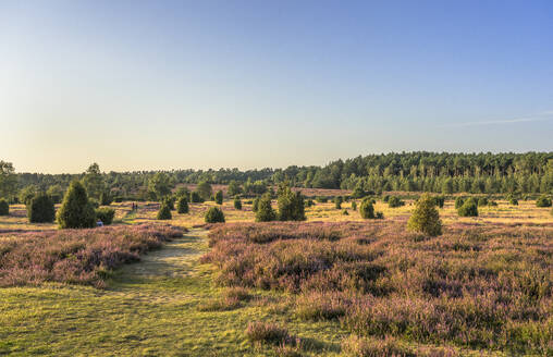 Deutschland, Niedersachsen, Landschaft der Lüneburger Heide am Abend - PVCF01377