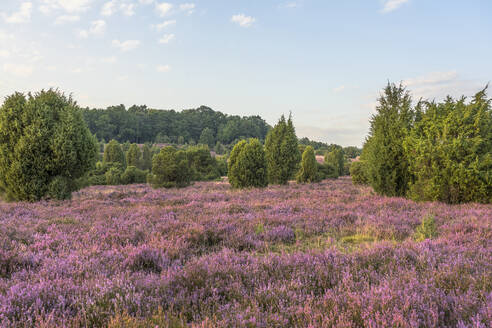 Deutschland, Niedersachsen, Landschaft der Lüneburger Heide am Abend - PVCF01378