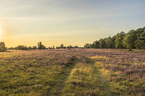 Germany, Lower Saxony, Landscape of Luneburg Heath at dusk - PVCF01379