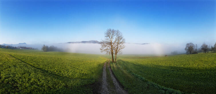 Österreich, Oberösterreich, Panoramablick auf neblige Wiese in der Morgendämmerung - WWF06325