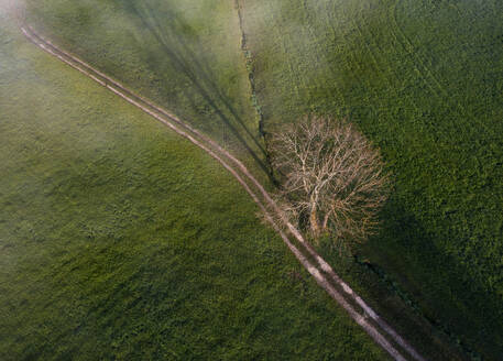 Österreich, Oberösterreich, Drohnenansicht eines kahlen Baumes und Reifenspuren, die sich über eine grüne Wiese erstrecken - WWF06326