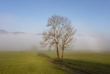 Österreich, Oberösterreich, Kahler Baum in nebelverhangener Wiese - WWF06327