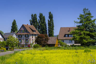 Deutschland, Baden-Württemberg, Mittelzell, Gelbe Wiese vor historischem Dorf - LBF03855