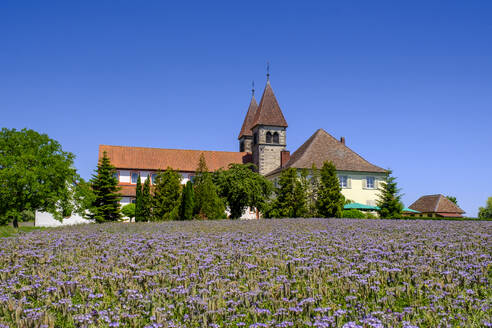 Deutschland, Baden-Württemberg, Reichenau, Lila Wiese vor der Kirche St. Peter und Paul - LBF03856