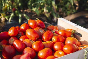 Kiste mit roten Tomaten im Obstgarten - PCLF00671