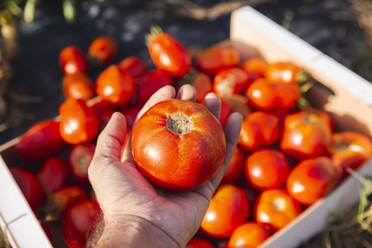 Hand eines Mannes, der eine Tomate aus einer Kiste im Obstgarten hält - PCLF00672