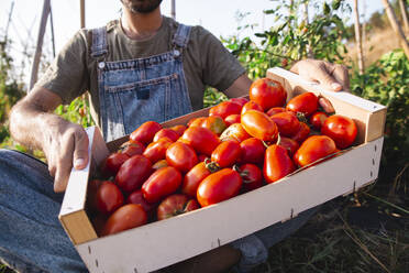 Mann trägt Kiste mit Tomaten im Obstgarten - PCLF00674